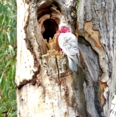 Eolophus roseicapilla (Galah) at Bruce, ACT - 25 Apr 2022 by goyenjudy