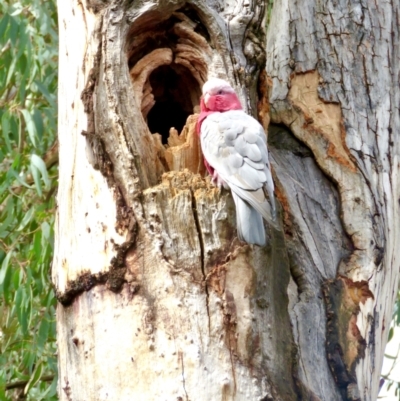 Eolophus roseicapilla (Galah) at Bruce Ridge to Gossan Hill - 25 Apr 2022 by goyenjudy