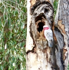 Eolophus roseicapilla at Bruce, ACT - 25 Apr 2022 11:40 AM