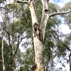 Eolophus roseicapilla at Bruce, ACT - 25 Apr 2022 11:40 AM