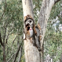 Eolophus roseicapilla at Bruce, ACT - 25 Apr 2022 11:40 AM