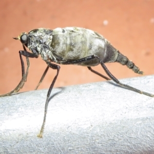 Boreoides subulatus at Narrabundah, ACT - 11 Apr 2022