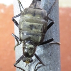 Boreoides subulatus at Narrabundah, ACT - 11 Apr 2022