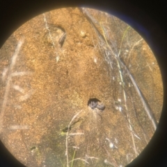 Liopholis montana (Tan-backed Skink) at Namadgi National Park - 23 Apr 2022 by BrianHerps