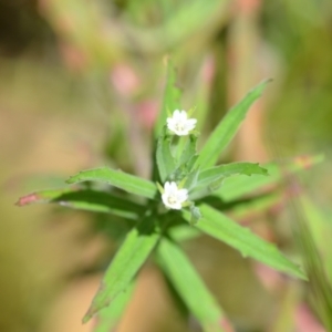 Epilobium hirtigerum at Wamboin, NSW - 14 Dec 2021 04:02 PM