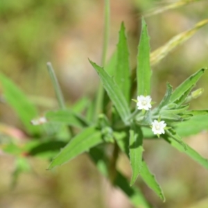 Epilobium hirtigerum at Wamboin, NSW - 14 Dec 2021 04:02 PM