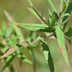 Epilobium hirtigerum at Wamboin, NSW - 14 Dec 2021