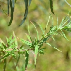 Epilobium hirtigerum at Wamboin, NSW - 14 Dec 2021