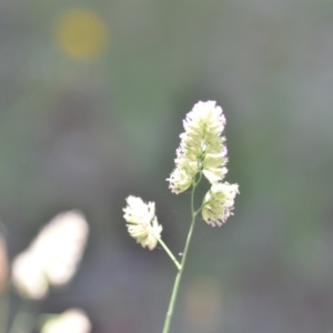 Dactylis glomerata at Wamboin, NSW - 14 Dec 2021