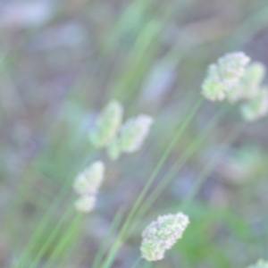 Dactylis glomerata at Wamboin, NSW - 14 Dec 2021