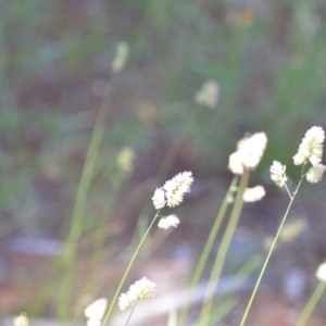 Dactylis glomerata at Wamboin, NSW - 14 Dec 2021