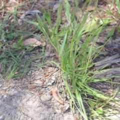 Dactylis glomerata at Wamboin, NSW - 14 Dec 2021 04:12 PM