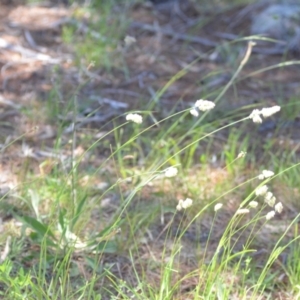 Dactylis glomerata at Wamboin, NSW - 14 Dec 2021