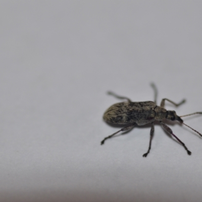 Sphinctobelus sp. (genus) (Belid weevil) at QPRC LGA - 16 Dec 2021 by natureguy