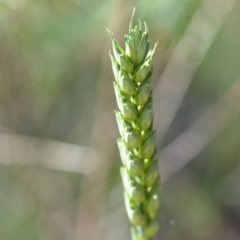 Triticum aestivum (Common Wheat) at Wamboin, NSW - 21 Dec 2021 by natureguy