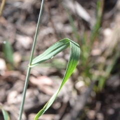 Triticum aestivum at Wamboin, NSW - 21 Dec 2021