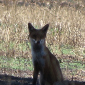 Vulpes vulpes at Cowra, NSW - 24 Apr 2022 11:47 AM