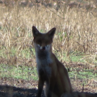 Vulpes vulpes (Red Fox) at Cowra, NSW - 24 Apr 2022 by Christine
