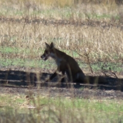 Vulpes vulpes at Cowra, NSW - 24 Apr 2022