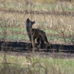 Vulpes vulpes at Cowra, NSW - 24 Apr 2022 11:47 AM