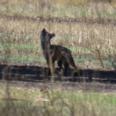 Vulpes vulpes at Cowra, NSW - 24 Apr 2022