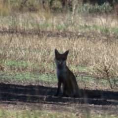 Vulpes vulpes at Cowra, NSW - 24 Apr 2022 11:47 AM