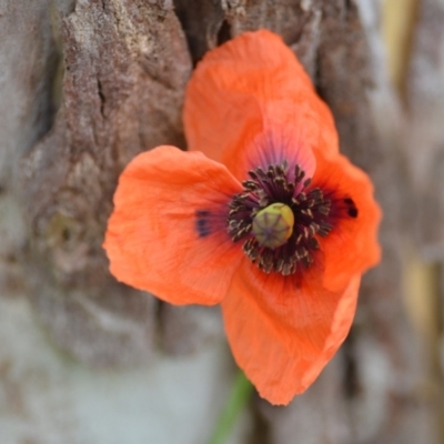 Papaver dubium (Longhead Poppy) at Wamboin, NSW - 22 Dec 2021 by natureguy