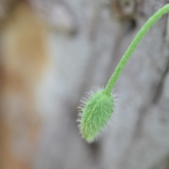 Papaver dubium at Wamboin, NSW - 23 Dec 2021