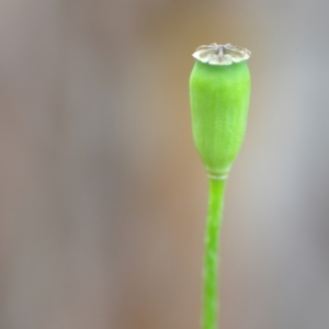 Papaver dubium at Wamboin, NSW - 23 Dec 2021 10:19 AM