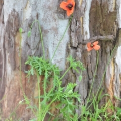 Papaver dubium at Wamboin, NSW - 23 Dec 2021 10:19 AM