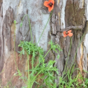 Papaver dubium at Wamboin, NSW - 23 Dec 2021 10:19 AM