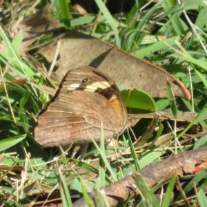 Heteronympha merope at Bumbaldry, NSW - 24 Apr 2022 01:31 PM