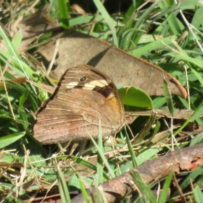 Heteronympha merope (Common Brown Butterfly) at Conimbla National Park - 24 Apr 2022 by Christine