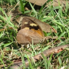 Heteronympha merope at Bumbaldry, NSW - 24 Apr 2022