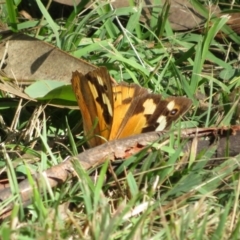 Heteronympha merope at Bumbaldry, NSW - 24 Apr 2022 01:31 PM