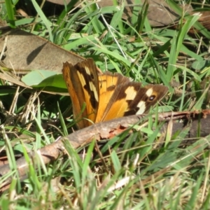 Heteronympha merope at Bumbaldry, NSW - 24 Apr 2022