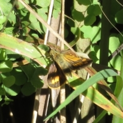 Ocybadistes walkeri (Green Grass-dart) at Conimbla National Park - 24 Apr 2022 by Christine