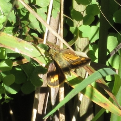 Ocybadistes walkeri (Green Grass-dart) at Bumbaldry, NSW - 24 Apr 2022 by Christine