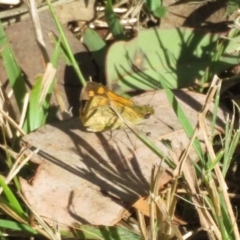 Ocybadistes walkeri at Bumbaldry, NSW - 24 Apr 2022 01:41 PM