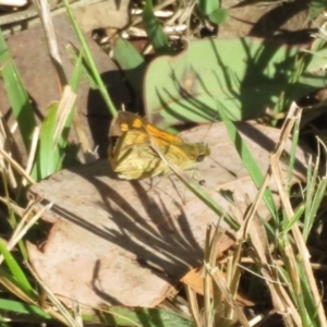 Ocybadistes walkeri at Bumbaldry, NSW - 24 Apr 2022