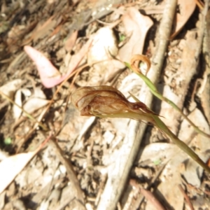 Pterostylis sp. at Bumbaldry, NSW - 24 Apr 2022