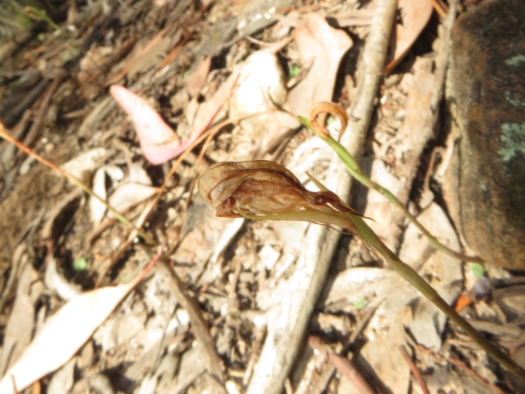 Pterostylis sp. at Bumbaldry, NSW - 24 Apr 2022