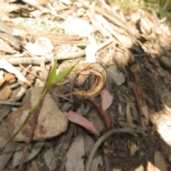 Pterostylis sp. at Bumbaldry, NSW - 24 Apr 2022
