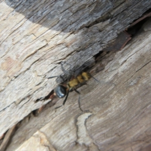 Polyrhachis semiaurata at Bumbaldry, NSW - 24 Apr 2022