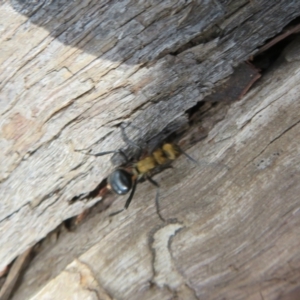 Polyrhachis semiaurata (TBC) at suppressed by Christine