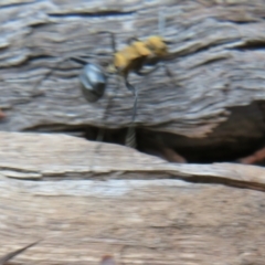 Polyrhachis semiaurata at Bumbaldry, NSW - 24 Apr 2022