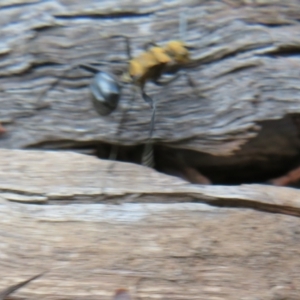 Polyrhachis semiaurata at Bumbaldry, NSW - 24 Apr 2022 02:12 PM