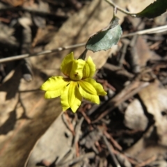 Goodenia hederacea subsp. hederacea (Ivy Goodenia, Forest Goodenia) at Bumbaldry, NSW - 24 Apr 2022 by Christine