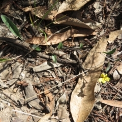 Goodenia hederacea subsp. hederacea at Bumbaldry, NSW - 24 Apr 2022