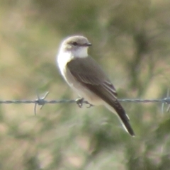 Microeca fascinans (Jacky Winter) at Bumbaldry, NSW - 24 Apr 2022 by Christine